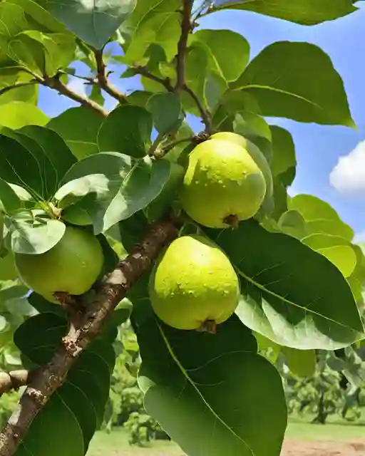 How to Keep Guavas Fresh